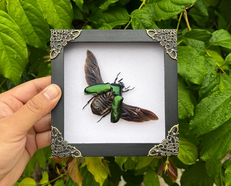 Real Framed Green Rhomborhina Scarab Beetle Bug Insect Shadow Box Taxidermy Taxadermy Artwork Oddities Curiosities Home Gothic Decor