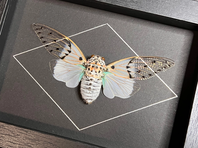 Ghost Cicada, Ayuthia spectabile, mounted and framed in a black shadowbox