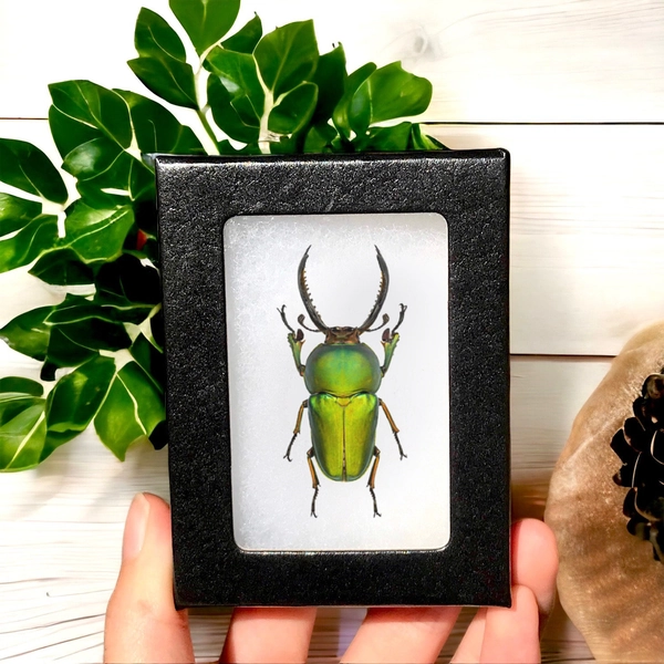 Real Lamprima adolphinae green metallic stag beetle framed in glass box, Taxidermy framed insect natural history bug butterfly zoology dead