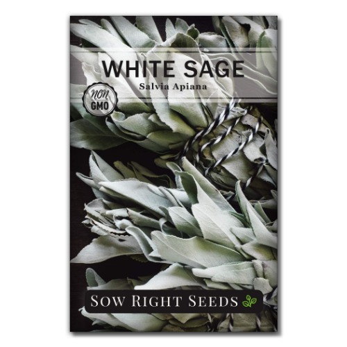 Sow Right Seeds - White Sage Seed to Plant - Non-GMO Heirloom Seeds - Full Instructions for Planting and Growing, Indoors or Outdoor; Great Gardening Gift (1) - 1