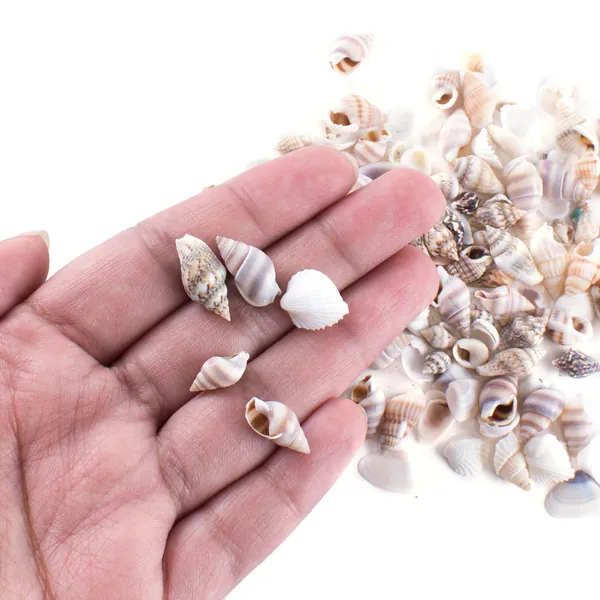 Tiny Miniature Fairy Garden Beach Critter Seashells Marine Life Collection for Arts & Crafts Projects, Decorations, Party Favors, Invitations (2 Tbsp Pack) - 