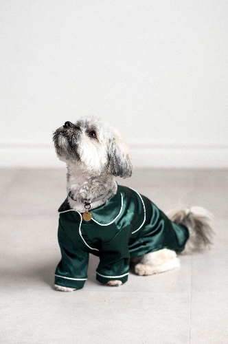 Fae Pet Pawjama Set - 3XL