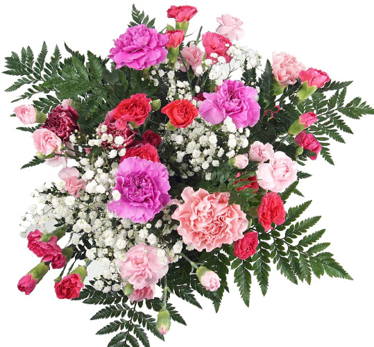 Pink Carnation Fresh Flower Bouquet - Pretty Bunch of Flowers for Birthday, Thank You or Thinking of You Gift