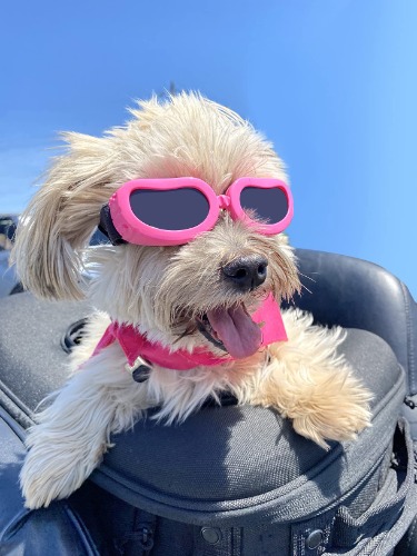 Pink Dog Sunglasses 