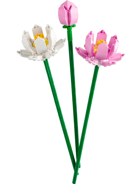 Les fleurs de lotus 