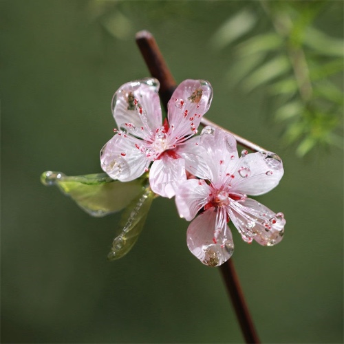 *My Rain Garden* Flowering Cherry Hair Stick | Default Title