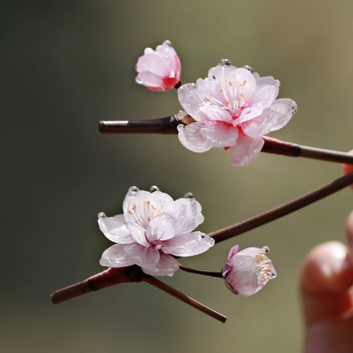 *My Rain Garden* Flowering Plum Hair Stick | Default Title