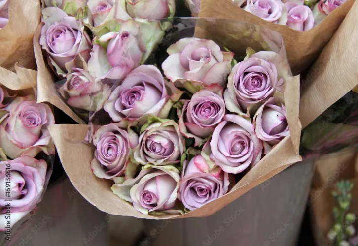Small bundle of Lilac Roses