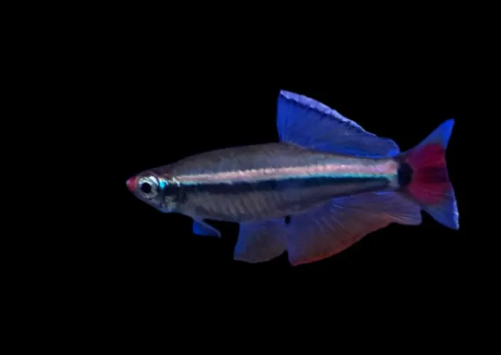 eight vietnamese white cloud minnows