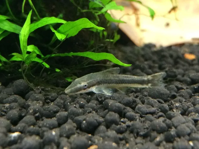 Ottocinclus catfish