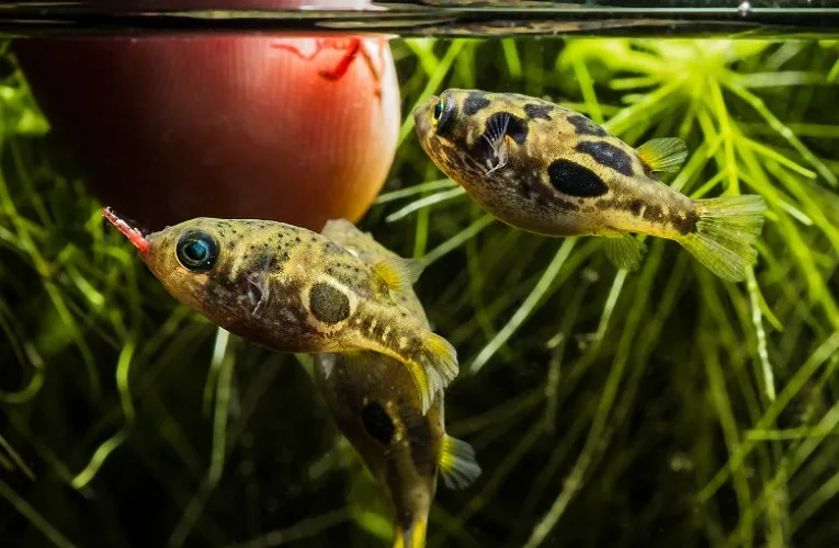Pea Puffer