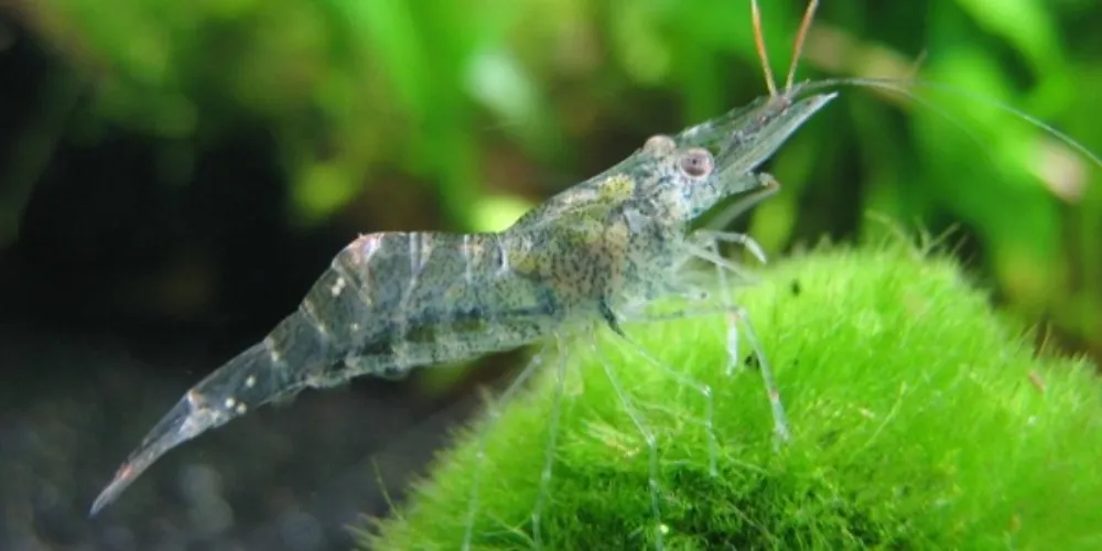 ghost shrimp