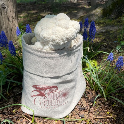 Lion's Mane Mushroom Grow Block