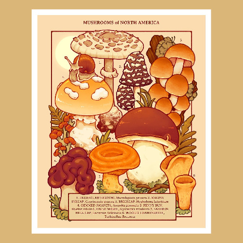 Mushrooms of North America Print