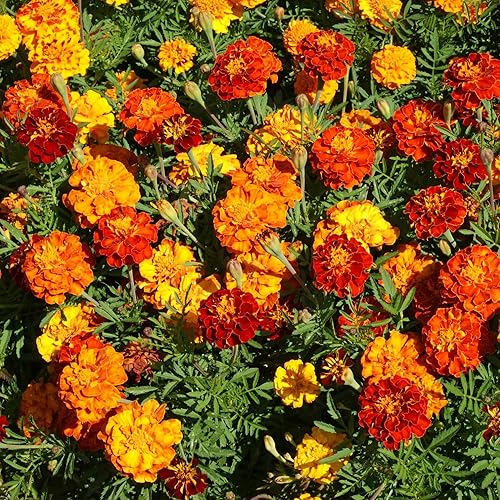 Outsidepride 1000 Seeds Annual Tagetes Patula French Marigold Garden Flower Seed Mix for Planting - 1000 Seeds