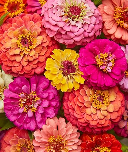 Burpee Cut & Come Again Zinnia Seeds 175 seeds - Cut & Come Again - 175 Seeds - Seeds