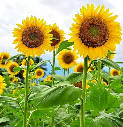 Mammoth Sunflower Seeds for Planting - Grow Giant Sun Flowers in Your Garden - 50 Non GMO Heirloom Seeds - Full Planting Instructions for Easy Grow - Great Gardening Gifts (1 Packet) - 1