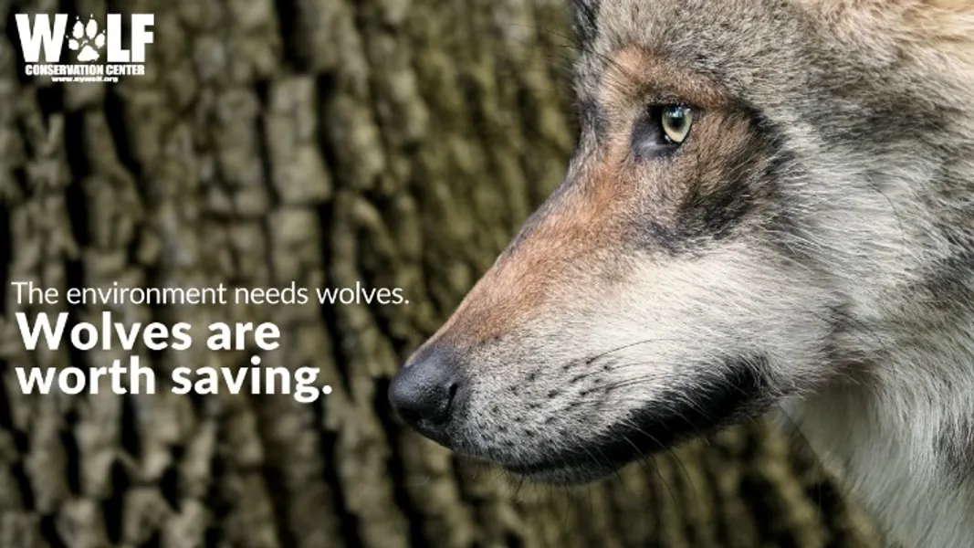 Adopt a Wolf | Wolf Conservation Center