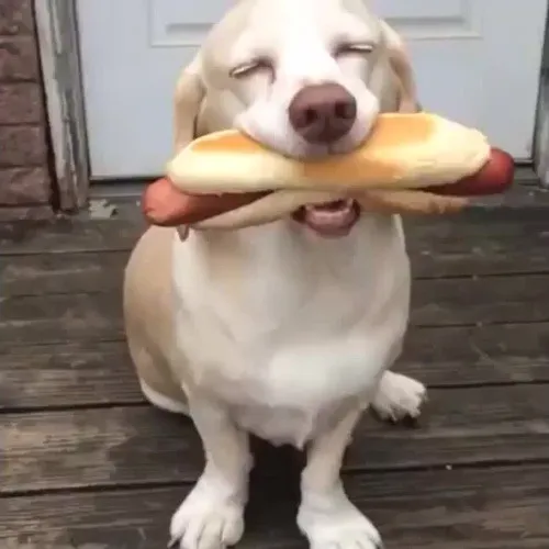 Cositas para el perrito waton!!1