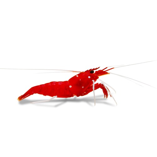 Blood/Fire Shrimp (Lysmata debelius)