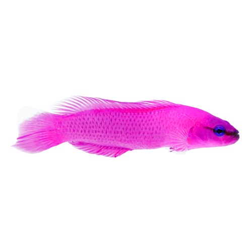 Orchid Dottyback (Pseudochromis fridmani) - Medium | Petco