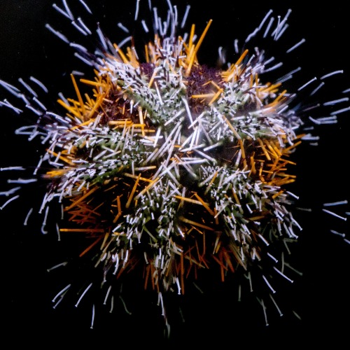 Halloween Pin Cushion Urchin - Tripneustes spp. | Default Title