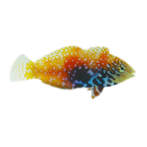 Female Blue Star Leopard Wrasse (Macropharyngodon bipartitus), Small