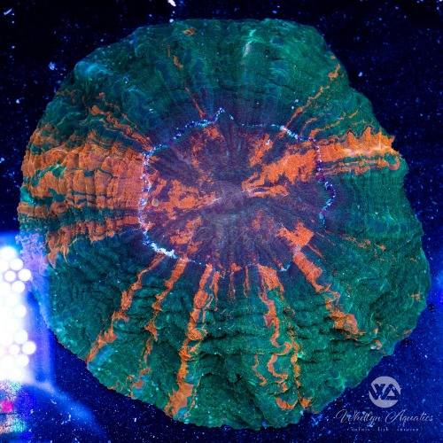 Acantho Meat Coral 7" - WYSIWYG | Default Title