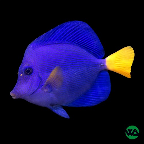 Purple Tang - Zebrasoma xanthurum