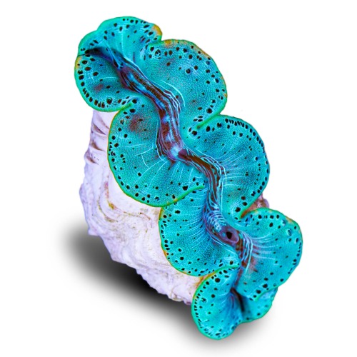 Aquacultured Ultra Blue/Turquoise Maxima Clam (Tridacna maxima)