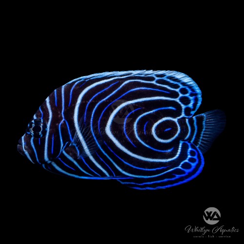 Emperor Angelfish - Pomacanthus imperator | Default Title