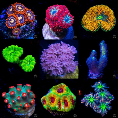 Mystery 4 Pack Beginner Corals | Default Title