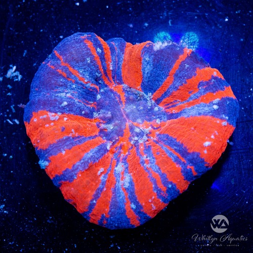 Superman Scoly 2.5" - WYSIWYG | Default Title