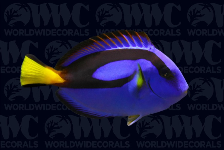 Blue Hippo Tang - Papua New Guinea