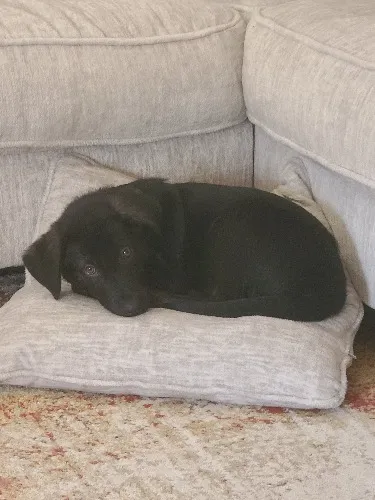 Puppy Training - Advanced!