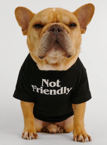 Not Friendly Dog Tee | BLACK / MEDIUM