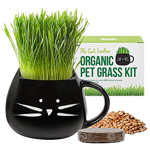 The Cat Ladies Organic Cat Grass Growing kit with Seeds, Soil and Black Cat Planter. Natural Hairball Control and Digestion Remedy for Cats, Cat Gifts