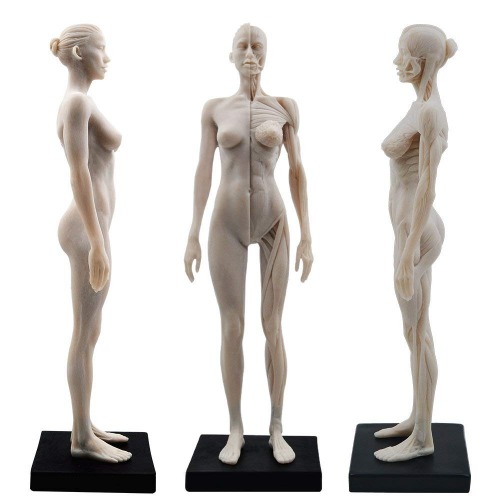 Aprodite Anatomisches Modell aus Kunstharz, weiblich, menschlicher Körper, 1:6, 30 cm, Weiß