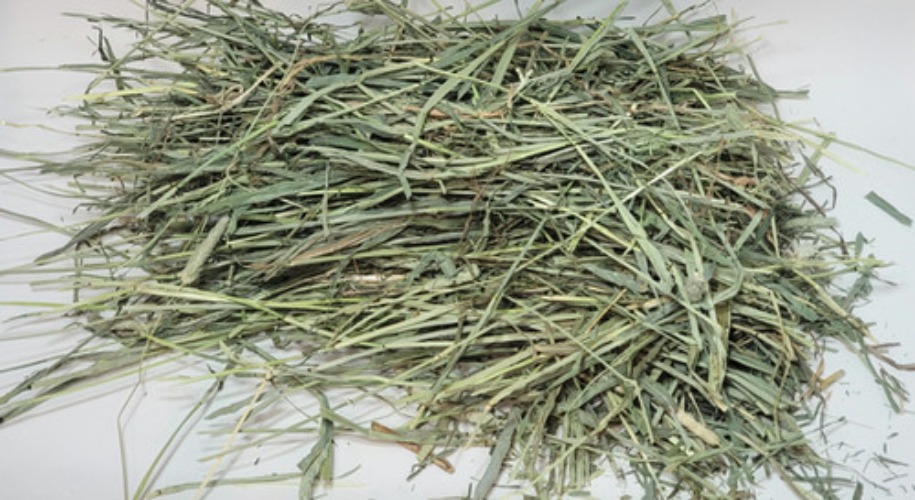 Western Timothy Hay - Second Cutting