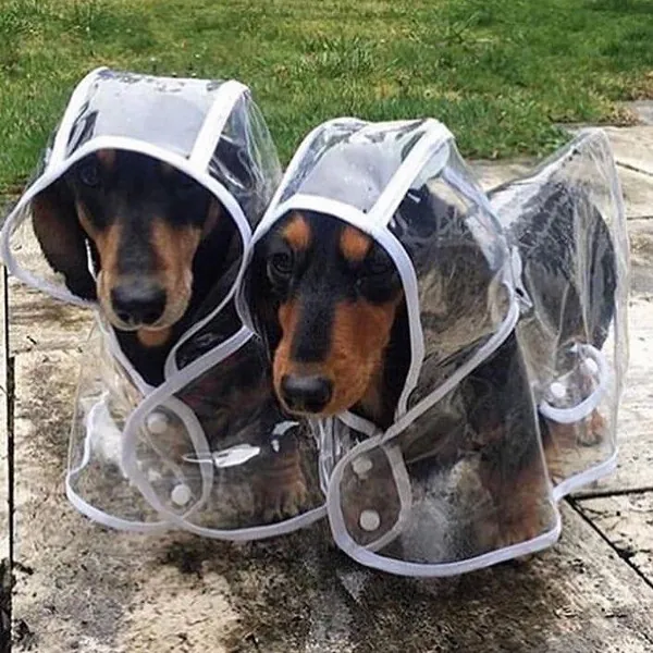 Dach Everywhere™ Transparent Dog Raincoat by Dach Everywhere