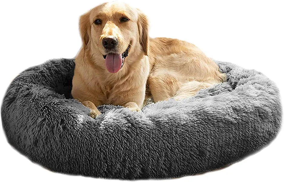 Huuuuuge bed for teeny dog