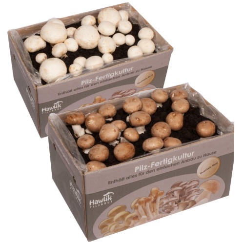 2x Champignon Pilzkulturen Mix klein - kinderleicht Pilze züchten - Hawlik Pilzbrut – Pilzzuchtset zum Ausprobieren – weiße Champignon und Steinchampignon - 