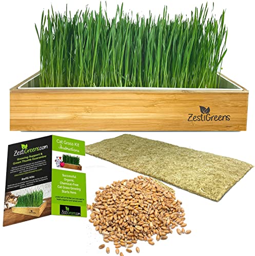 Self-Watering Cat Grass Kit. Hands Down The Easiest Way to Grow Cat Grass. Everything Included to Grow a Large Crop of Delicious Cat Grass. Gift for Cat Lovers This Christmas - Self Watering Cat Grass Kit