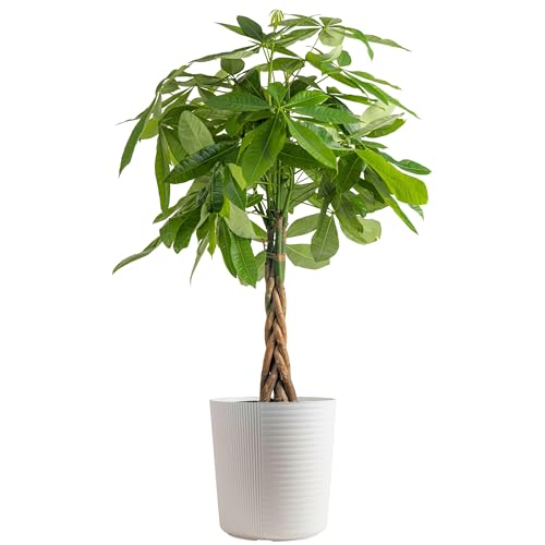 Costa Farms Money Tree
