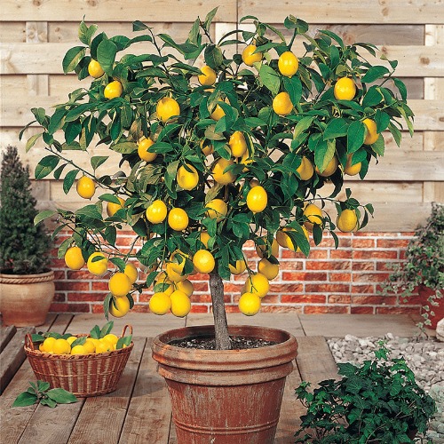Meyer Lemon Tree | 1 Gallon Bush Form