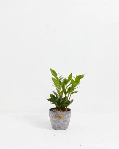 Small ZZ Plant in Earl Grey Eco Pot | Small