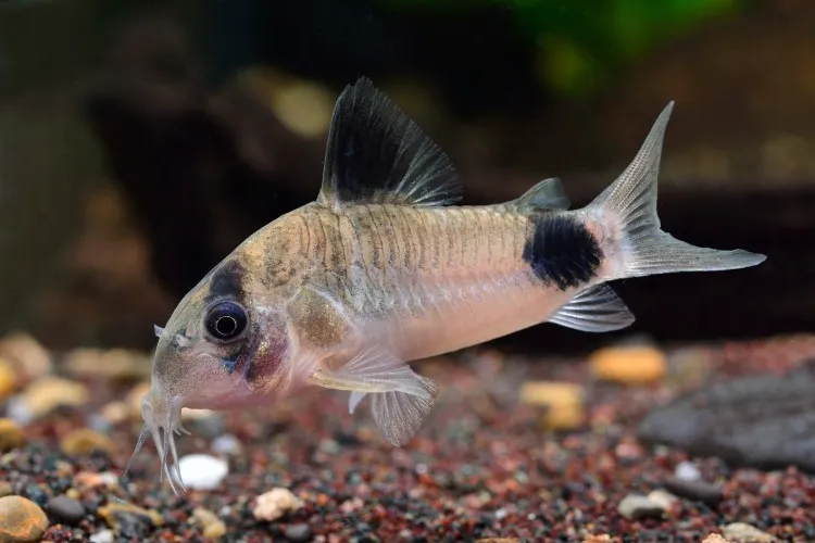 1 panda corydora for my aquarium