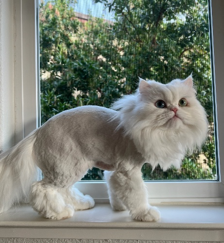 Cat grooming