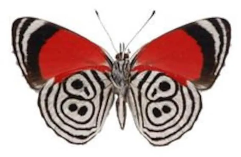 Real Diaethria Clymena 88 Butterfly Spread for | Etsy