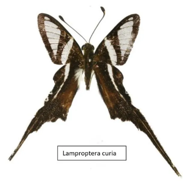 Lamproptera Curia Butterfly  Unmounted/folded or Laminated | Etsy